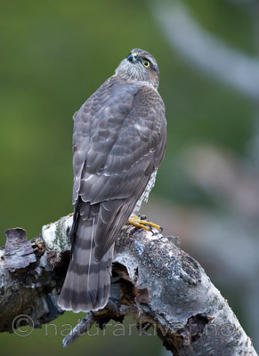 BB 11 0156 / Accipiter nisus / Spurvehauk